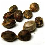 Семена марихуаны АК-47  (Seeds AK-47) в Липках